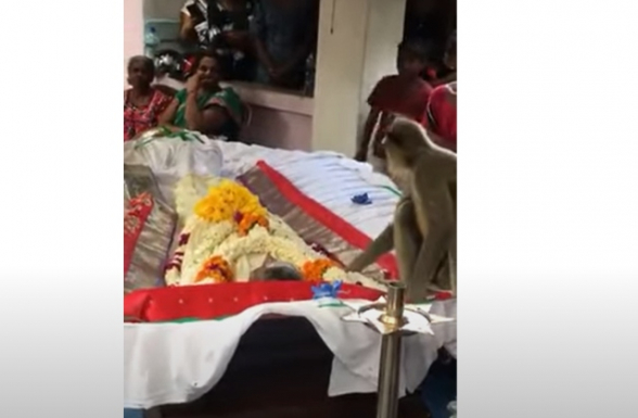 На Шри-Ланке обезьяна пришла на похороны человека, который ее кормил